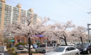 Jeongeup Cherry Blossom Street